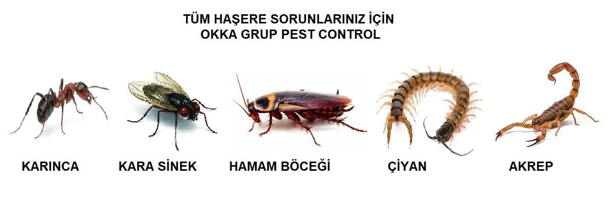Tüm Haşere Sorunlarınız İçin